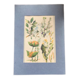 Original vintage botanical board n X