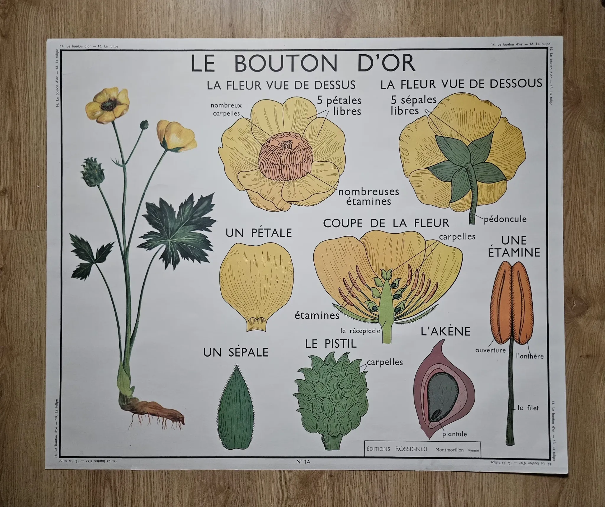 Large school poster The Buttercup and The Tulip Rossignol Editions