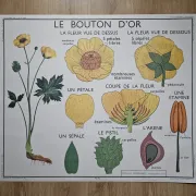 Large school poster The Buttercup and The Tulip Rossignol Editions