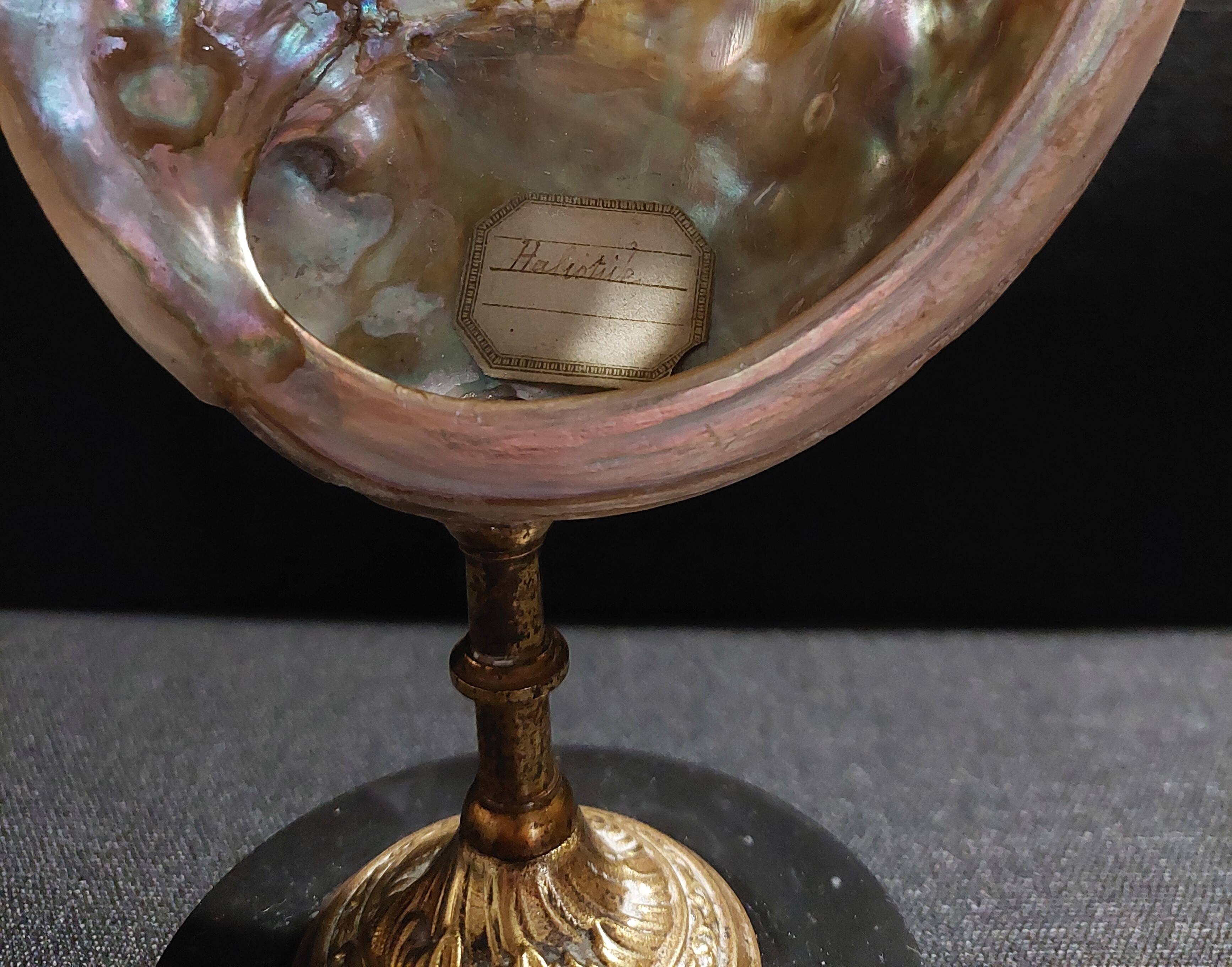 Cabinet of Curiosities haliotis rufescens shell on base