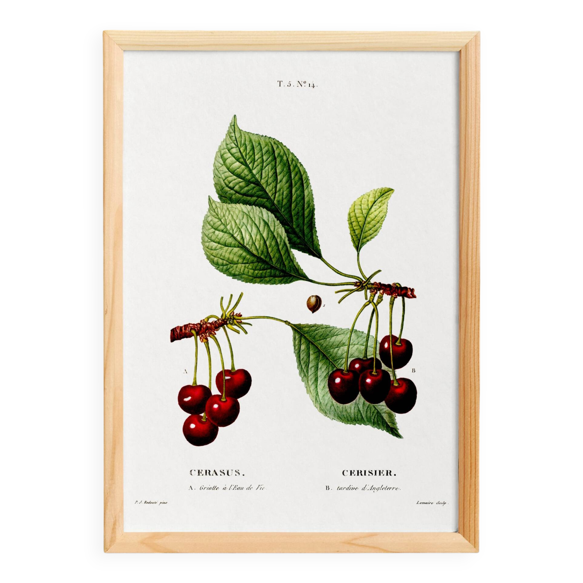 Vintage poster of a cherry tree, based on an 1802 engraving