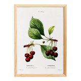 Vintage poster of a cherry tree, based on an 1802 engraving