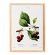 Vintage poster of a cherry tree, based on an 1802 engraving