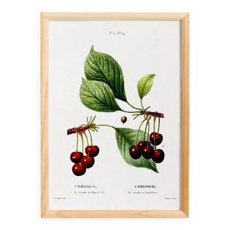 Vintage poster of a cherry tree, based on an 1802 engraving