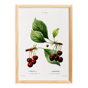 Affiche vintage sur le cerisier, d’après une gravure de 1802