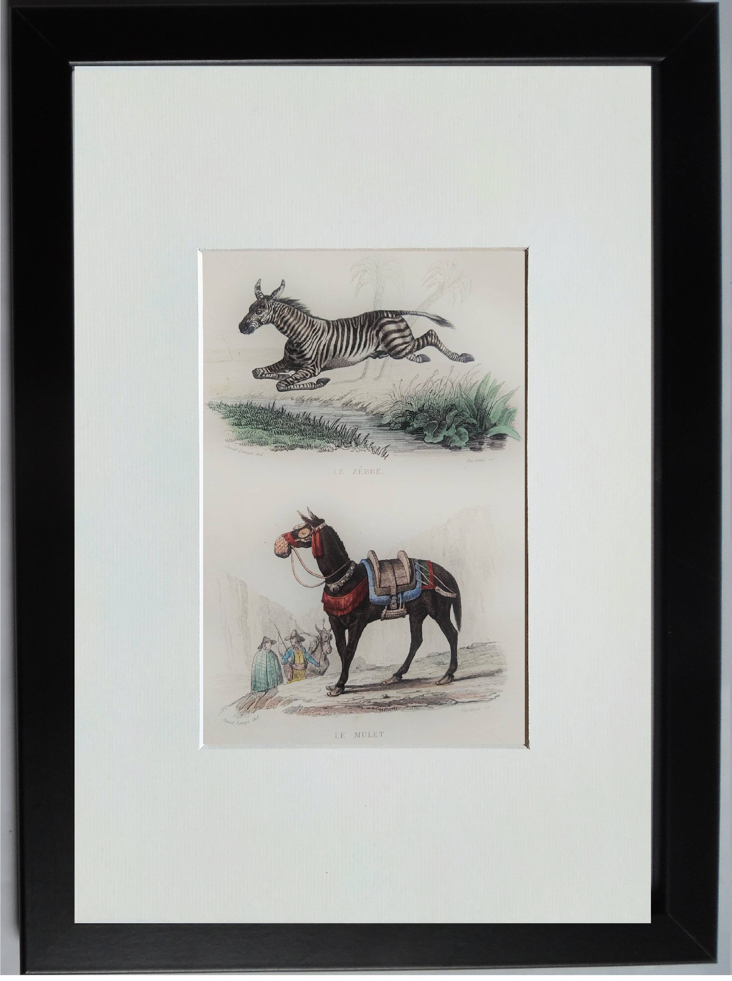 Original zoological plate "zebra & mule" - buffon 1840