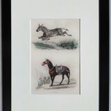 Original zoological plate "zebra & mule" - buffon 1840