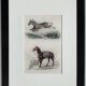 Original zoological plate "zebra & mule" - buffon 1840