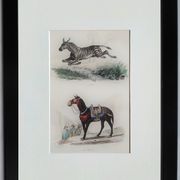 Original zoological plate "zebra & mule" - buffon 1840