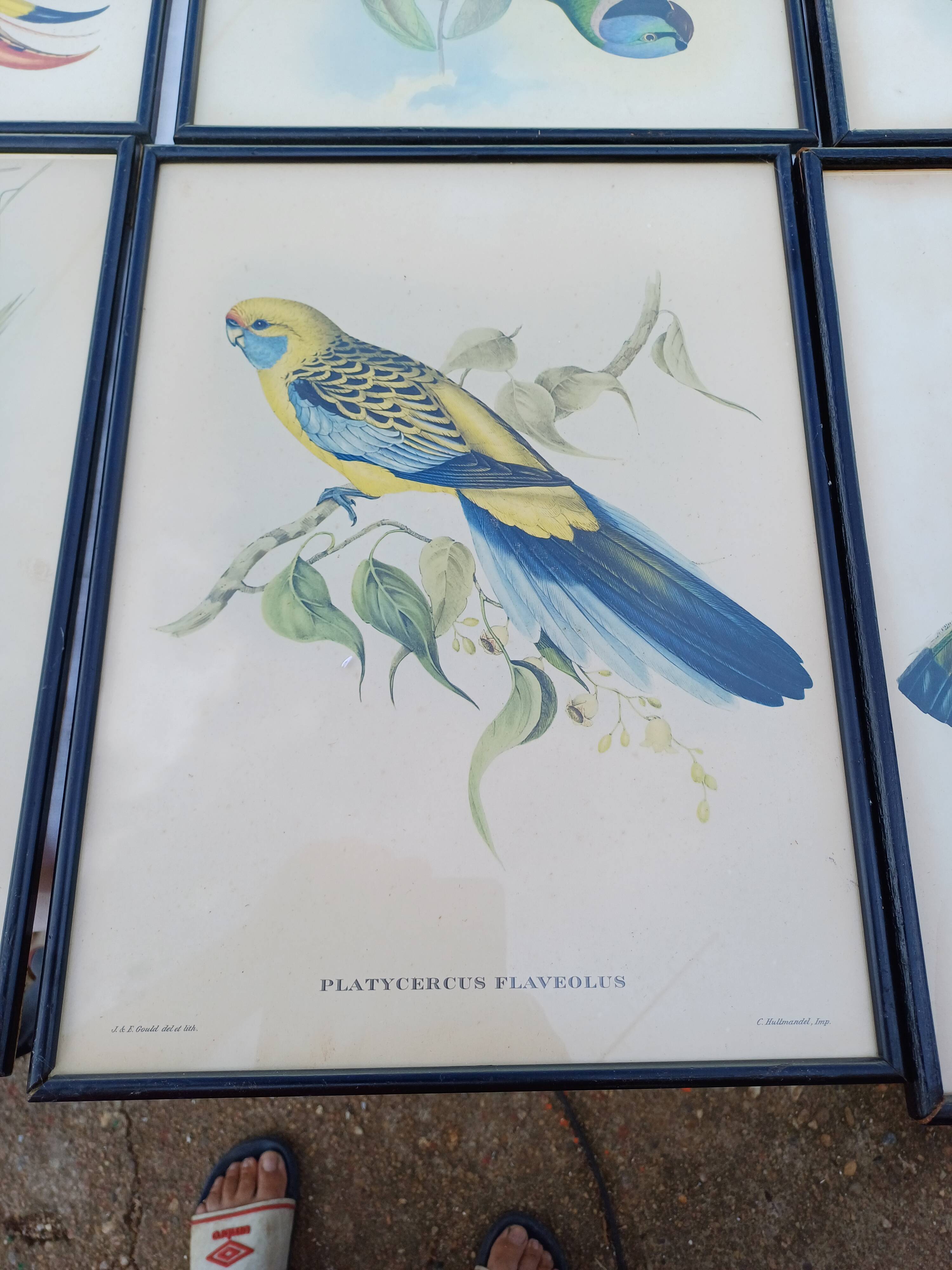 12 Lithographs “Birds of the World”
