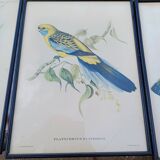 12 Lithographs “Birds of the World”