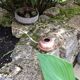 Red copper/vintage ball watering can 60s/70s