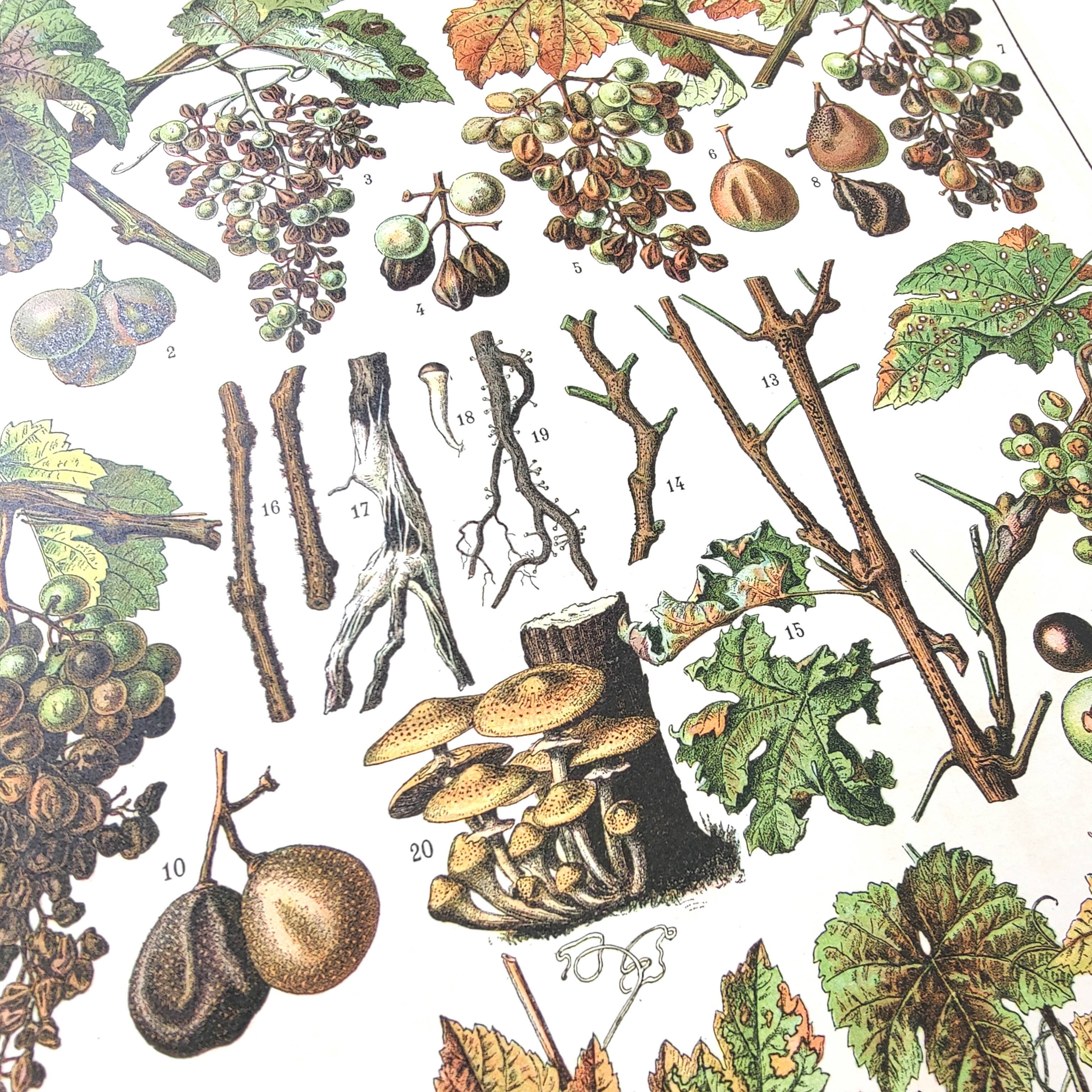 Lot of two lithographed plates on vine diseases 1900