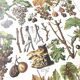Lot deux Planches lithographies sur les maladies de la vigne 1900