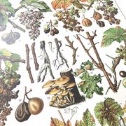 Lot deux Planches lithographies sur les maladies de la vigne 1900