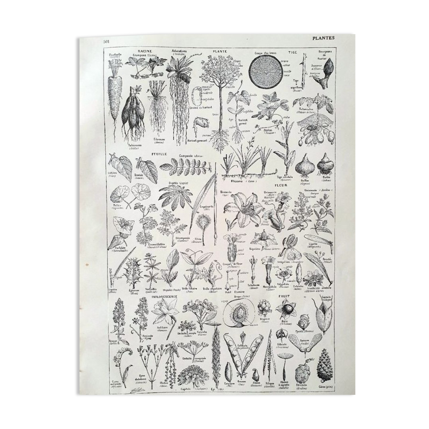 Botanical plate 40s black and white