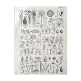 Botanical plate 40s black and white