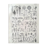 Botanical plate 40s black and white