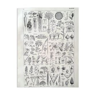 Botanical plate 40s black and white