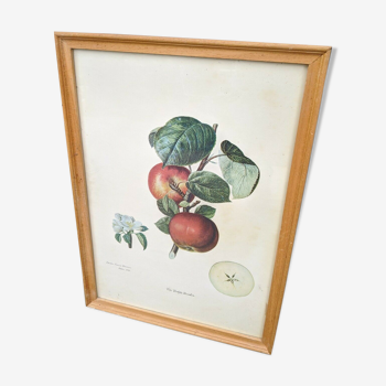 Former vintage botanical plank framed apple tree