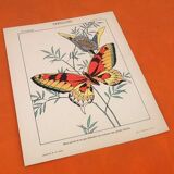 Set of 4 posters Birds, Butterflies, Nest..