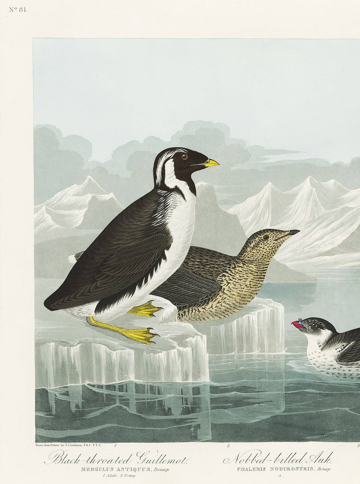 Poster about guillemots and Arctic penguins, based on an engraving
