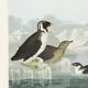 Poster about guillemots and Arctic penguins, based on an engraving