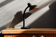 Lampe de bureau Aluminor