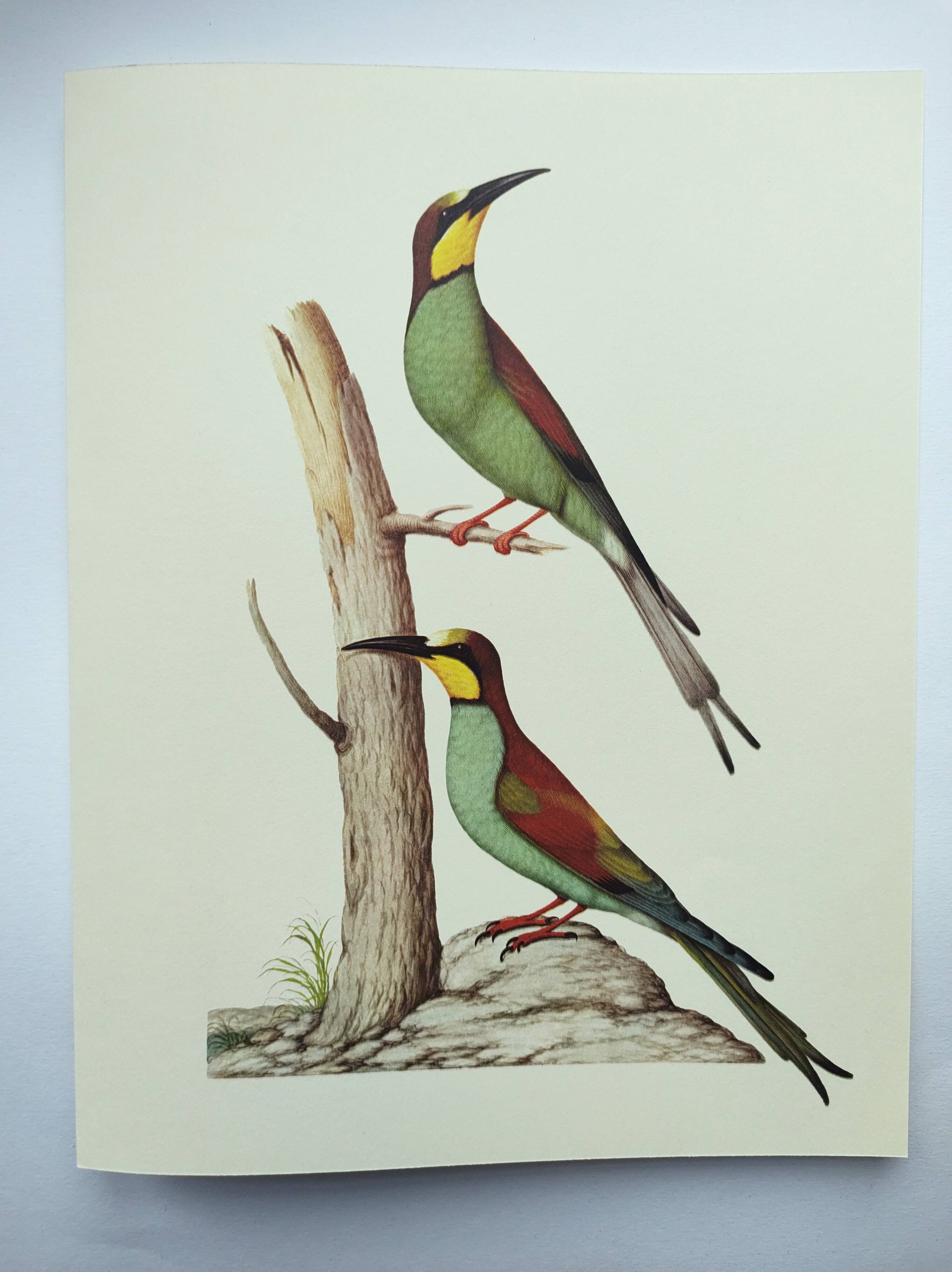 Old illustration - European bee-eater - Zoological and ornithological board from the 70s - Bird