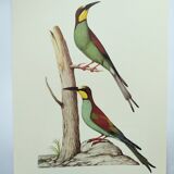 Old illustration - European bee-eater - Zoological and ornithological board from the 70s - Bird