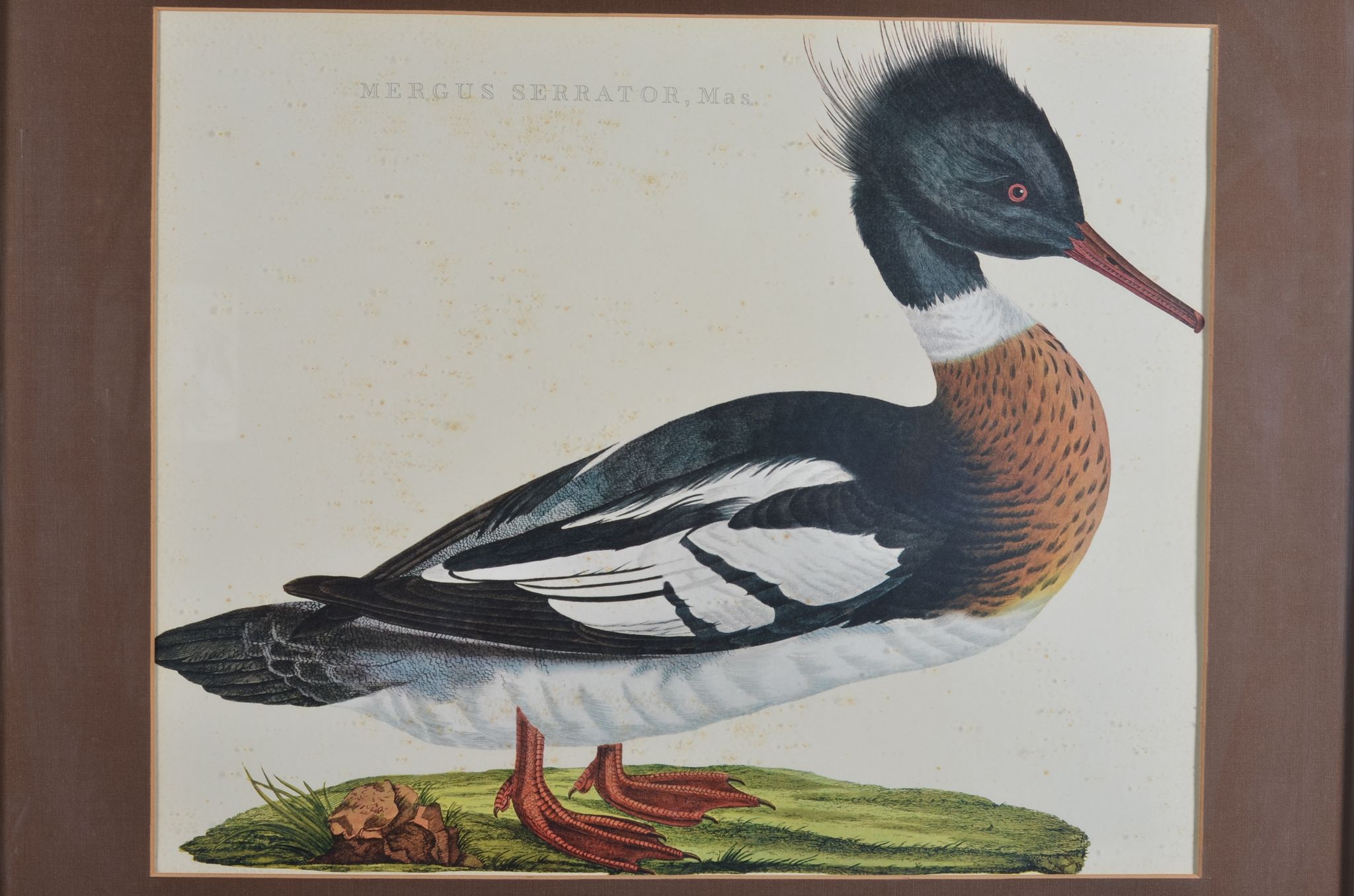 Animal lithography
