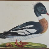 Animal lithography