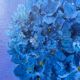 Tableau peinture bouquet de fleurs huile sur toile 