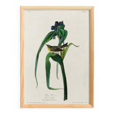 Affiche sur la Paruline de Vigor, d’après une gravure ancienne de 1827.