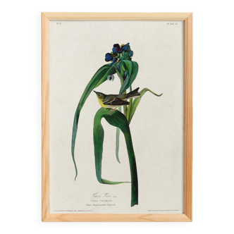 Poster about Vigor's Warbler, after an old engraving from 1827.