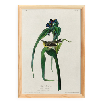 Affiche sur la Paruline de Vigor, d’après une gravure ancienne de 1827.