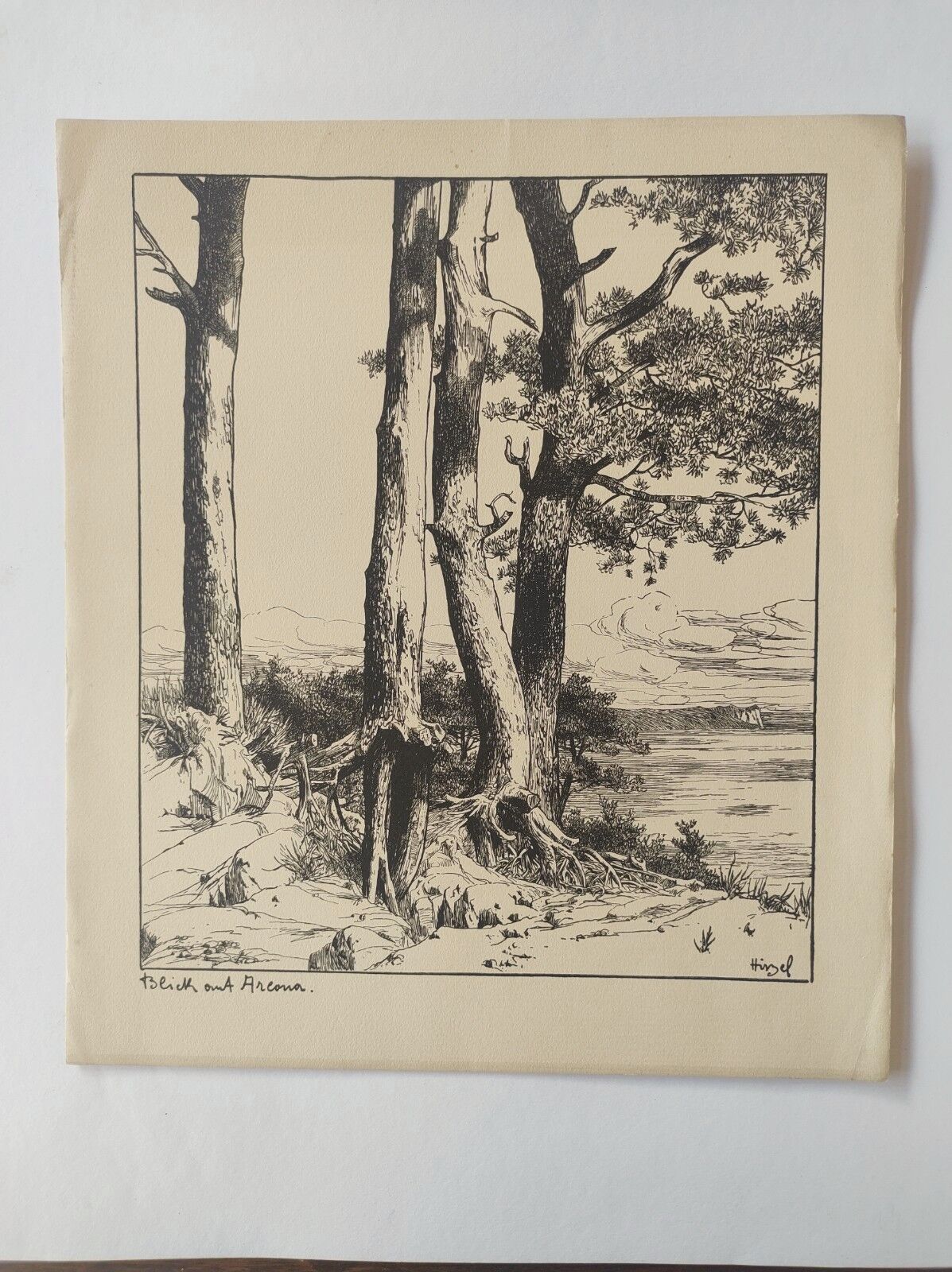Antique print - Pine, sea and cliff - Lithograph from 1902