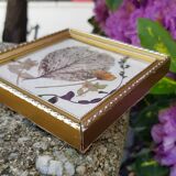 Herbarium frame