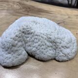 Coral bowl