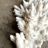 White coral