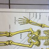 Map of school Rossignol, the skeleton and excretion