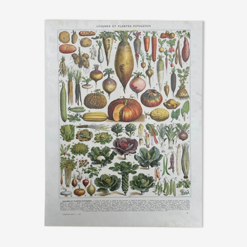 Illustration Millot "légumes et plantes potagères"
