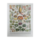 Illustration Millot "vegetables and vegetable plants"