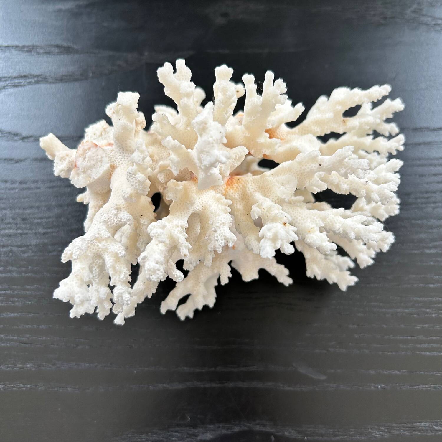 Large white coral