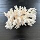 Large white coral