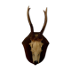 Deer massacre on crest