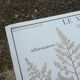 Rossignol educational poster "The cotton and the mango tree" vintage.