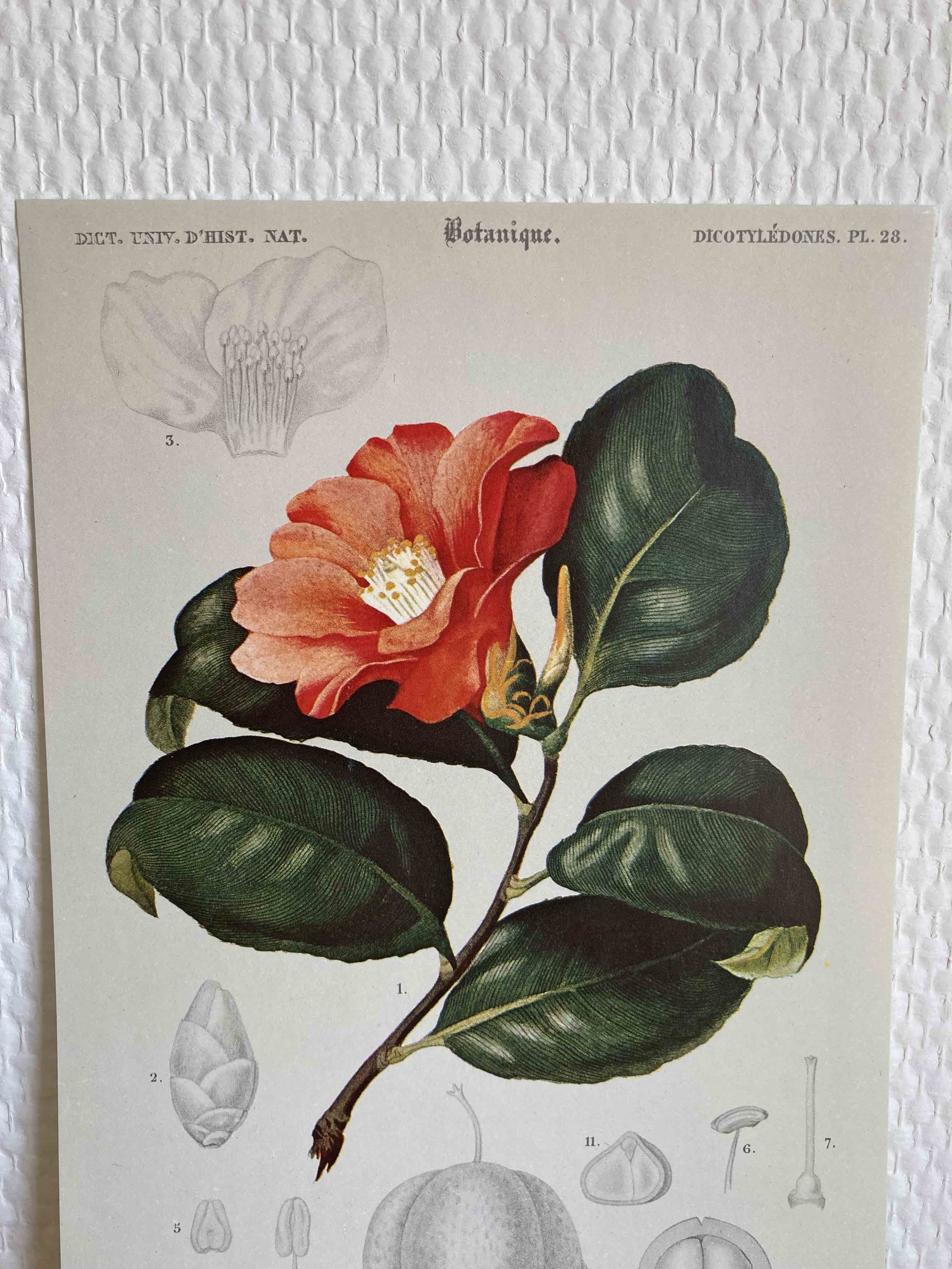 Camélia botanical board