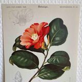 Camélia botanical board