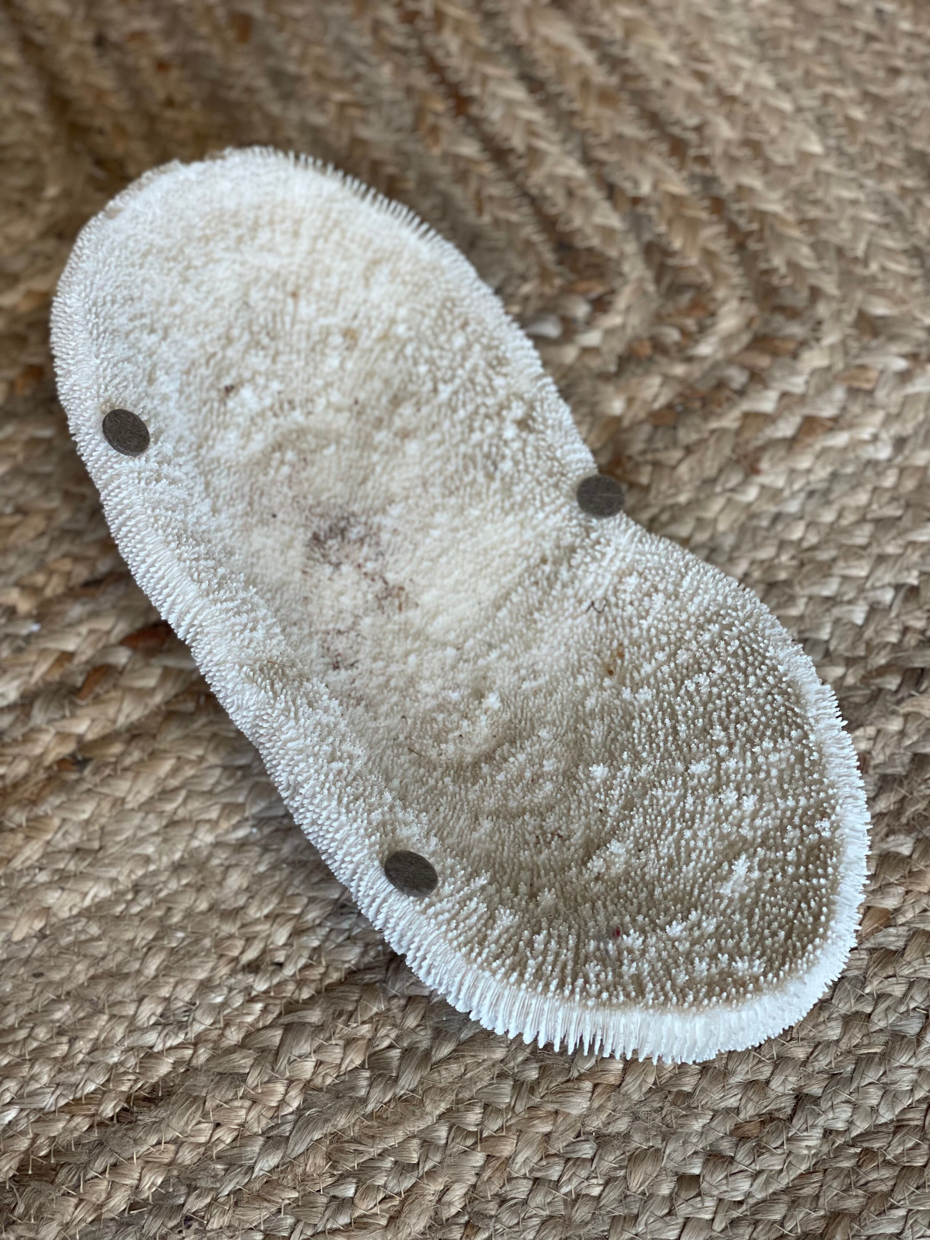 Ancient coral fungia